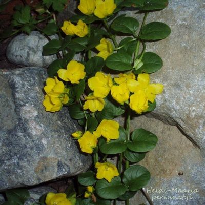 Suikeroalpi Lysimachia nummularia