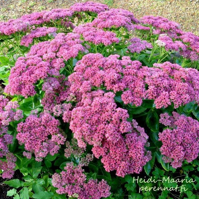 Komeamaksaruoho Sedum spectabile ´Cibrid´