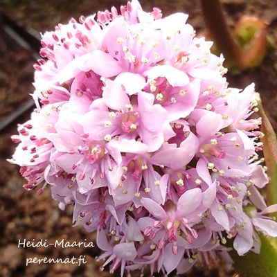 Kilpirikko - Darmera peltata