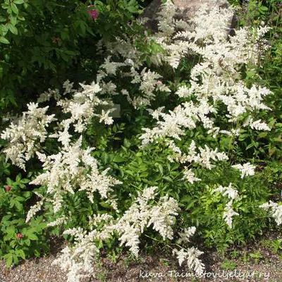Jaloangervo ASTILBE arendsii ’Brautschleier´