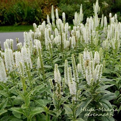 Rantatädyke VERONICA longifolia Alba