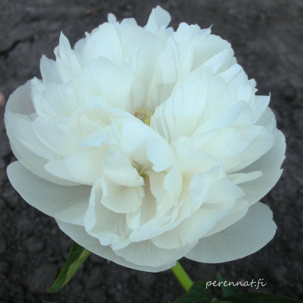 Tarhapioni Paeonia x festiva Alba Plena