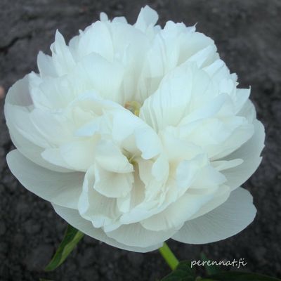 Tarhapioni Paeonia x festiva Alba Plena