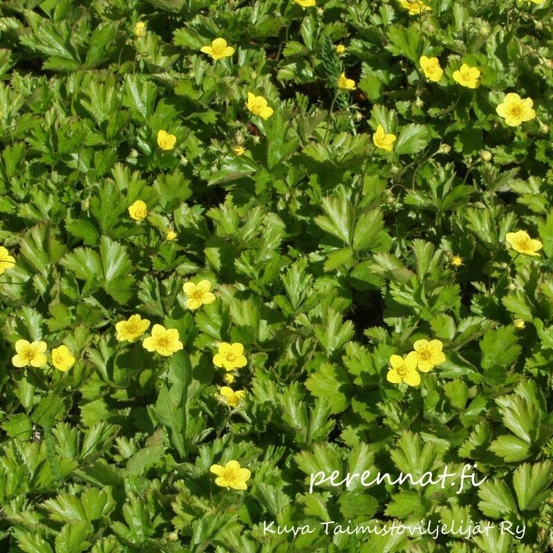 Rönsyansikka Waldsteinia ternata