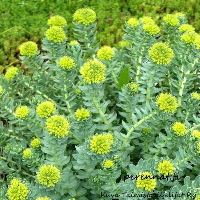 Ruusujuuri - Rhodiola rosea