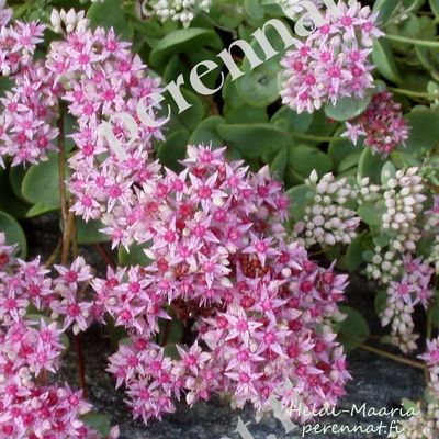 Turkestaninmaksaruoho Sedum ewersii