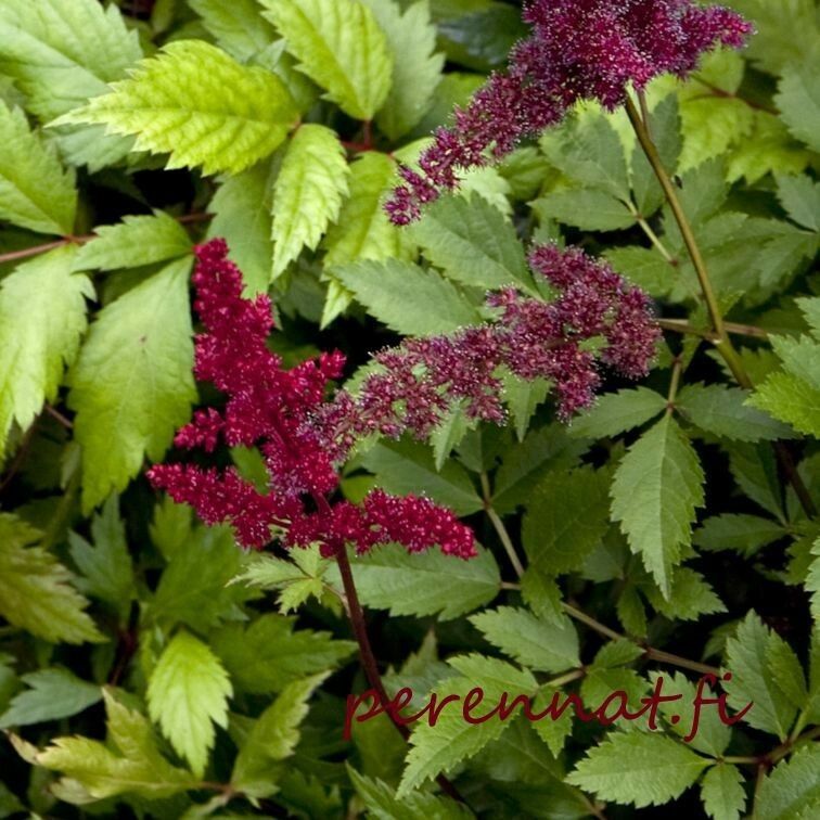 Jaloangervo Astilbe arendsii Fanal