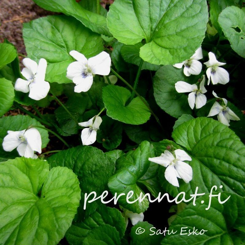 Perhosorvokki  Viola sororia Albiflora