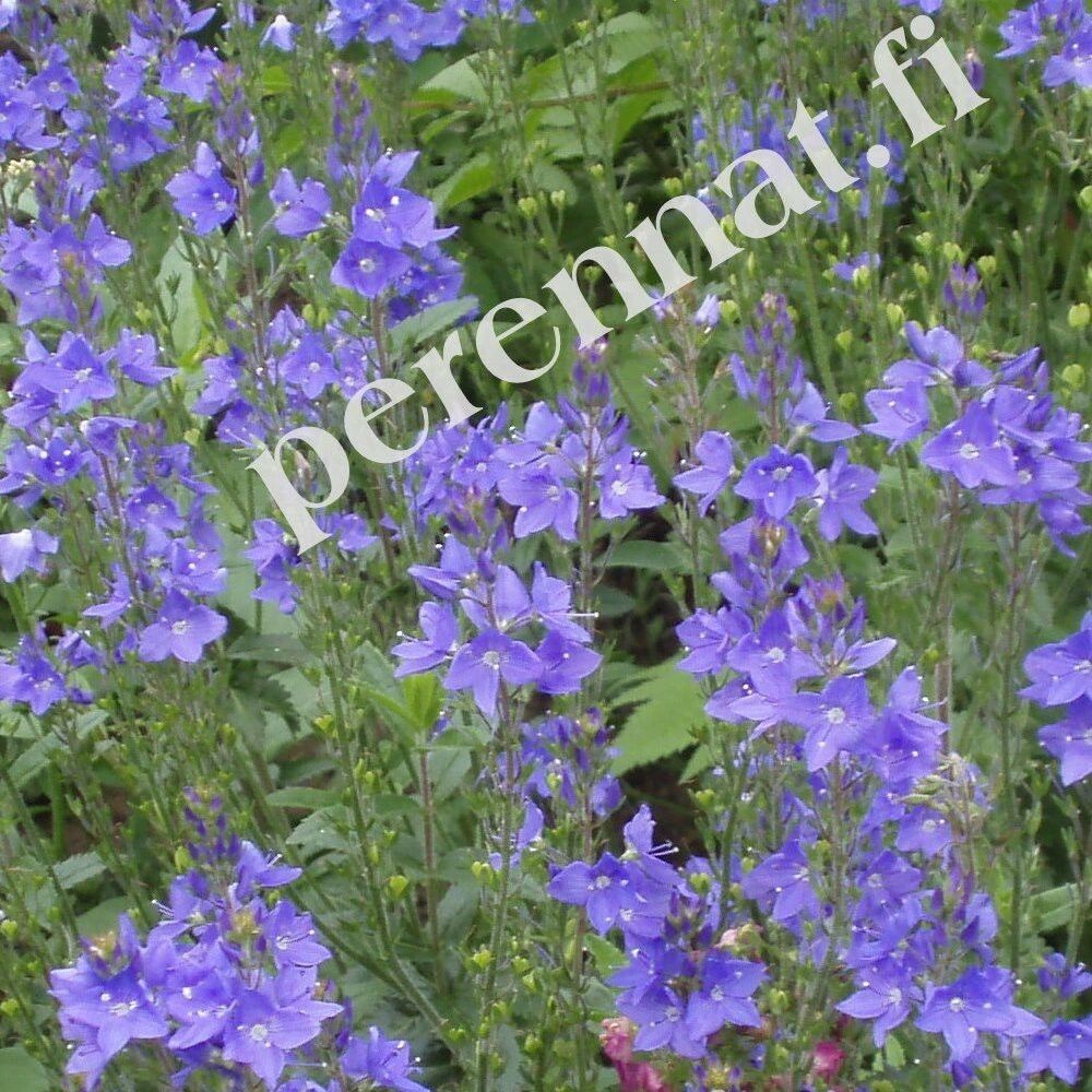 Loistotädyke Veronica austriaca ssp. teucrium ’Royal Blue’