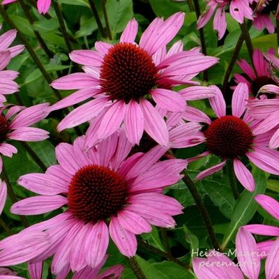 Punahattu Echinacea purpurea Magnus