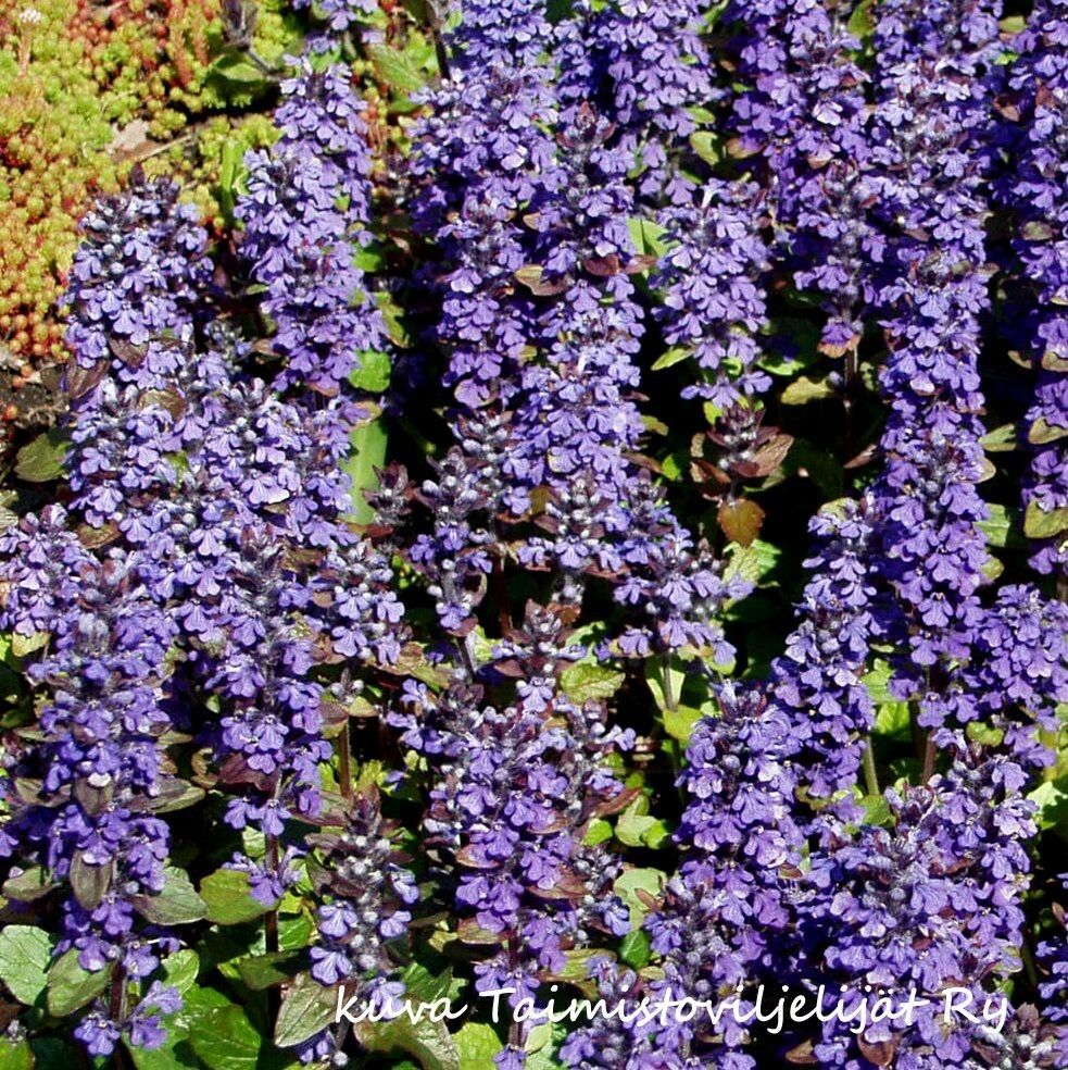 Rentoakankaali  Ajuga reptans