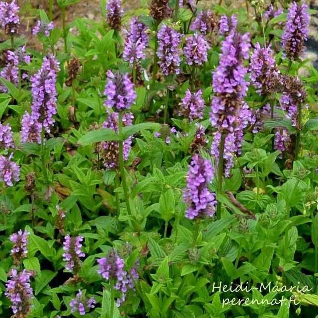 Tähkäkissanminttu Nepeta nervosa ´Pink Cat´