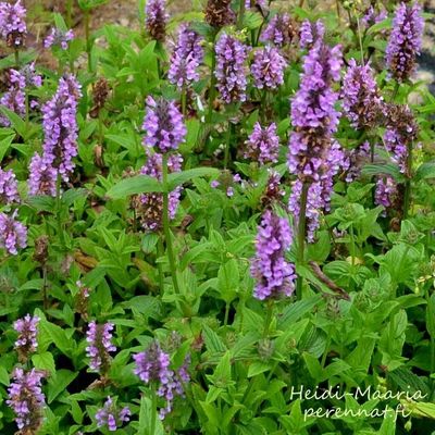Tähkäkissanminttu Nepeta nervosa ´Pink Cat´