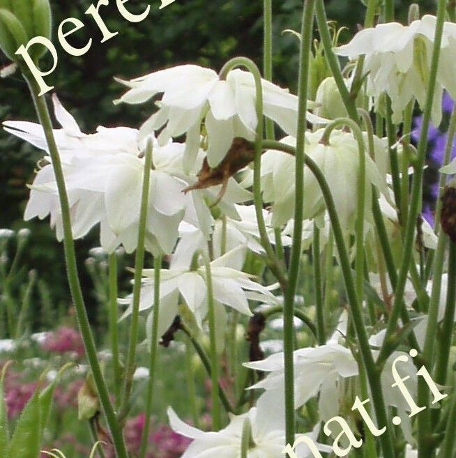 Lehtoakileija  Aquilegia vulgaris plena White Barlow