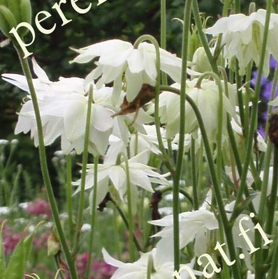 Lehtoakileija  Aquilegia vulgaris plena White Barlow