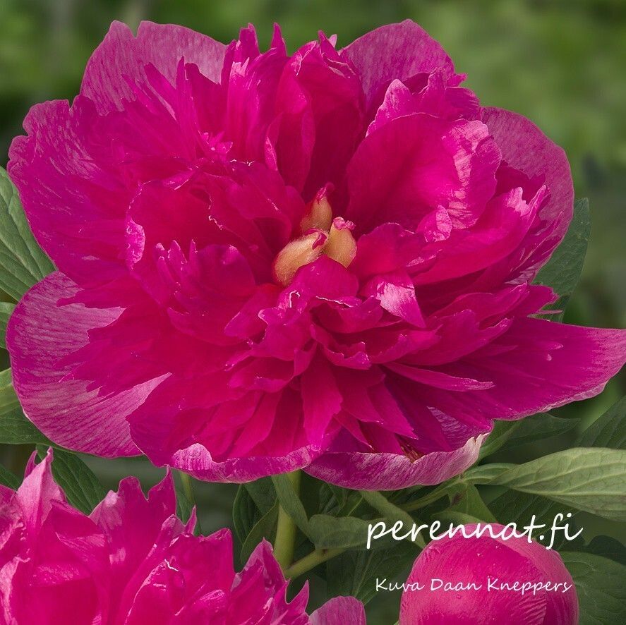 Tarhapioni Paeonia x festiva ’Rosea Plena’