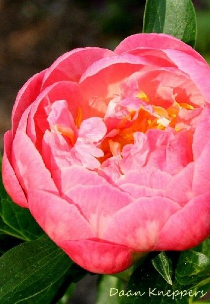 Hybridipioni Paeonia Pink Hawaiian Coral