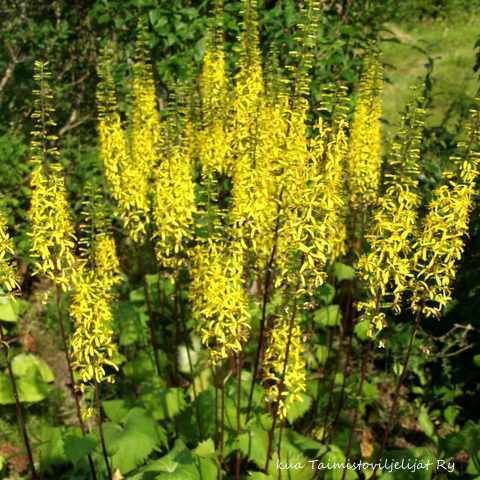Rakettinauhus (Aurinkonauhus) Ligularia stenocephala `The Rocket`