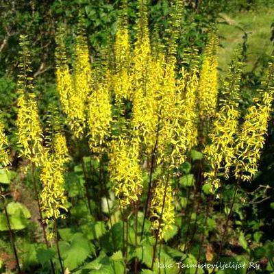 Rakettinauhus (Aurinkonauhus) Ligularia stenocephala `The Rocket`