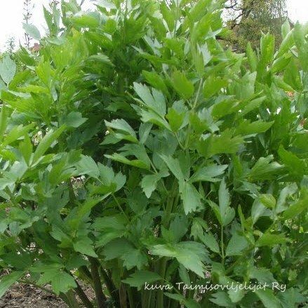 Lipstikka Levisticum officinalis