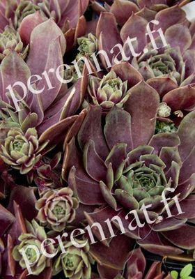 Kivikkomehitähti - Sempervivum `Othello`
