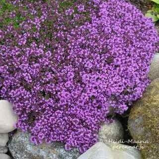 Kangasajuruoho Thymus serpyllum Coccineum