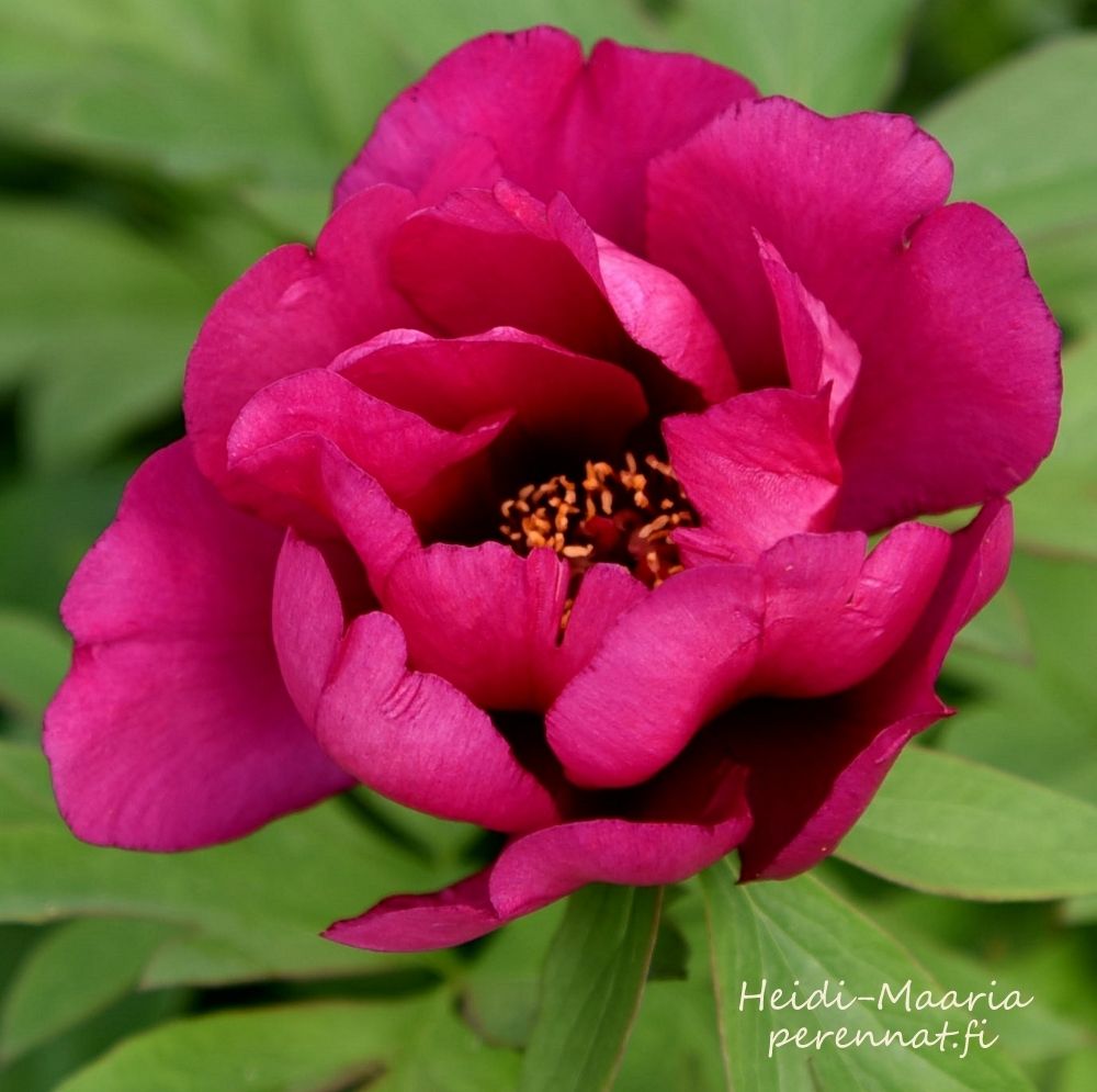 Pioni Itoh  pensaspioni Pink Ardour