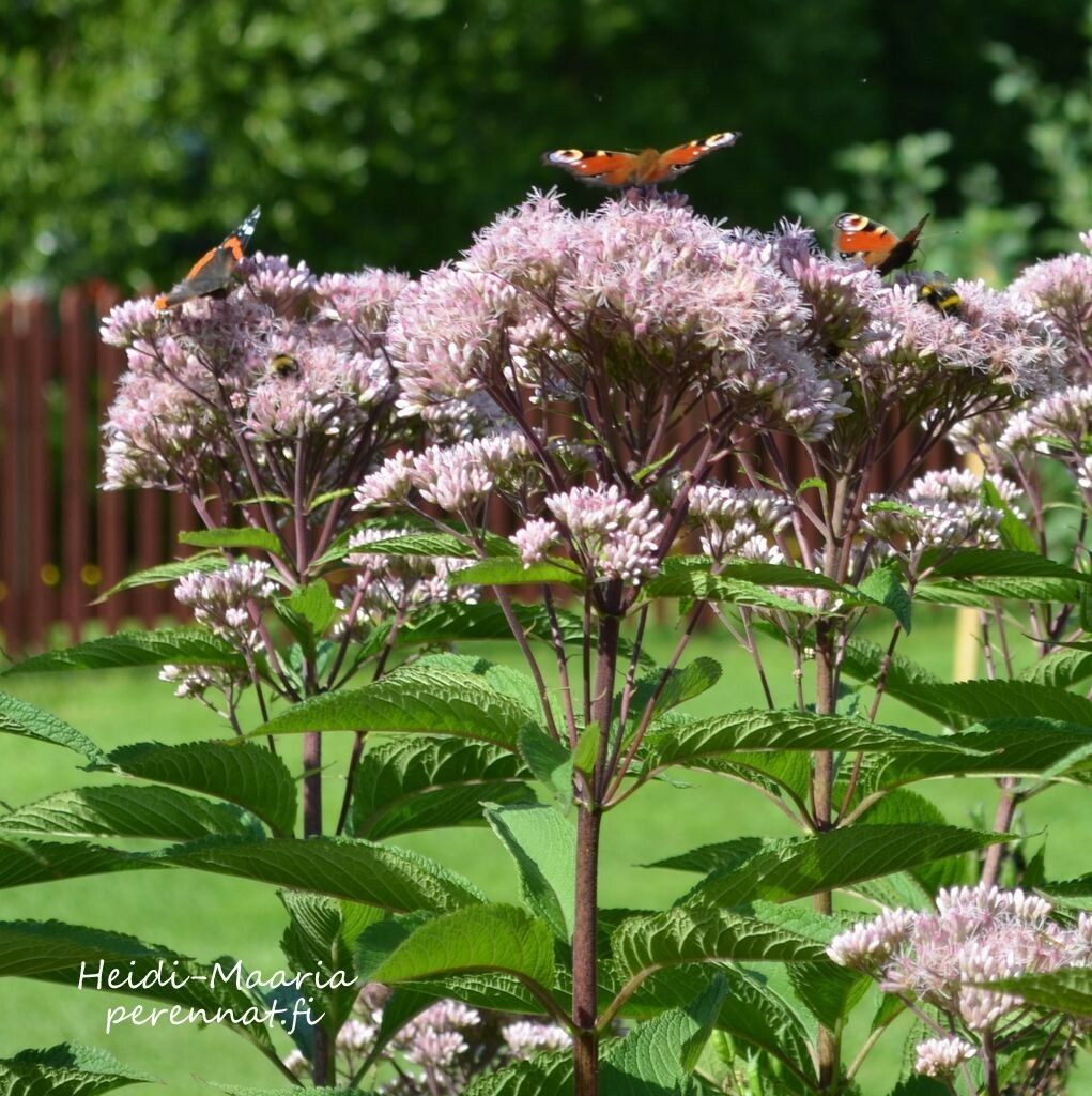 Täpläpunalatva -  Eupatorium maculatum Atropurpureum  (Eutrochium maculatum)