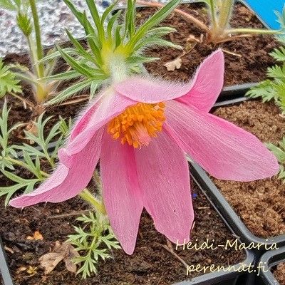 Tarhakylmänkukka Pulsatilla vulgaris Rose Bells