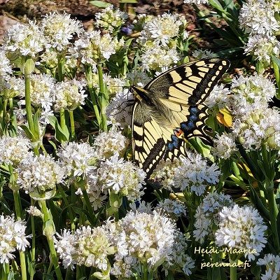 Pikkutervakko Lychnis alpina Snow Flurry