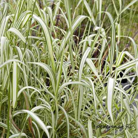 Viiruhelpi Phalaris arundinacea