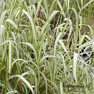 Viiruhelpi Phalaris arundinacea