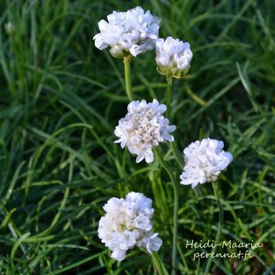Rantalaukkaneilikka  Armeria maritima ‘Alba’