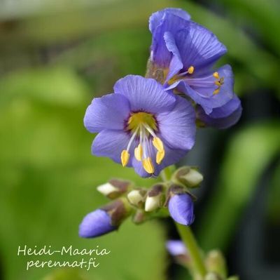 Karvasinilatva Polemonium boreale Heavenly Habit