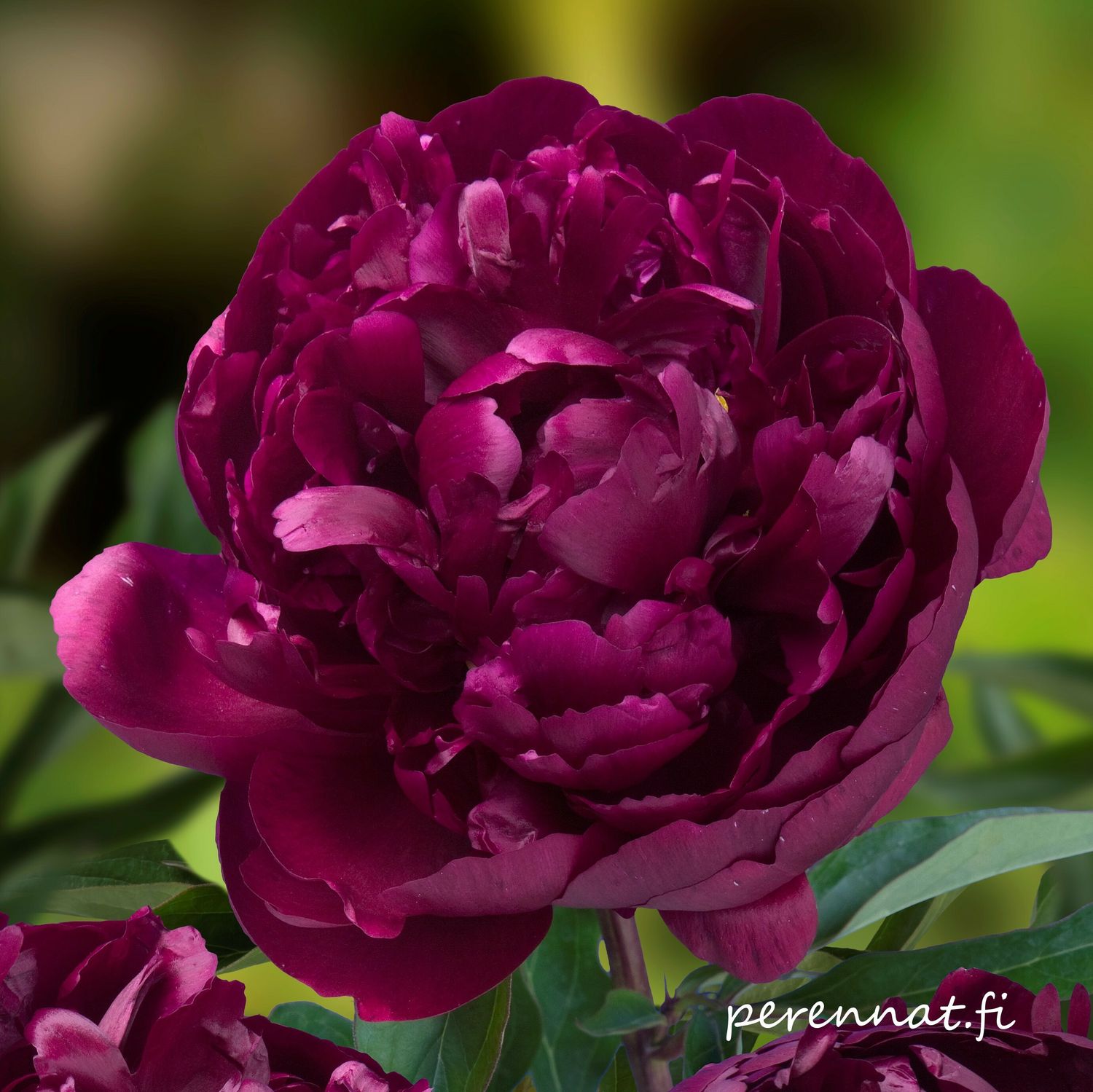 Kiinanpioni Paeonia Peter Brand juurakko