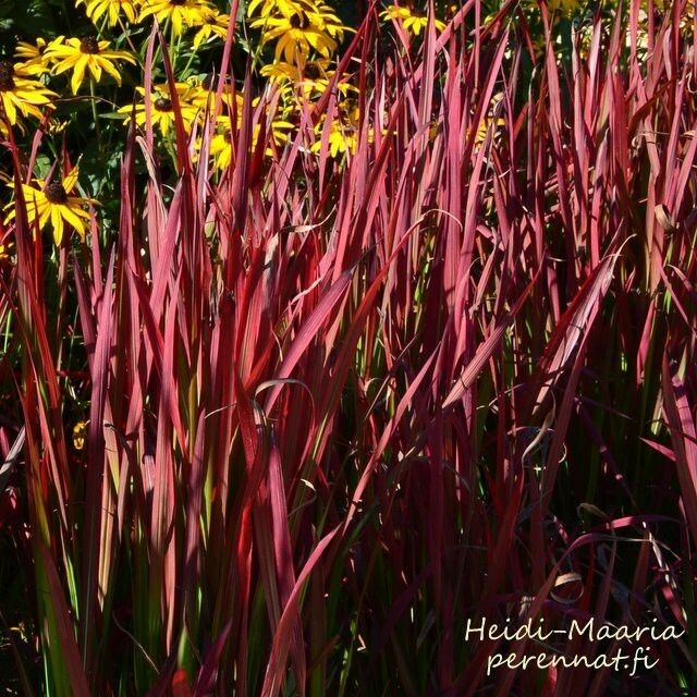 Hurmesilkkiheinä Imperata cylindrica Red Baron