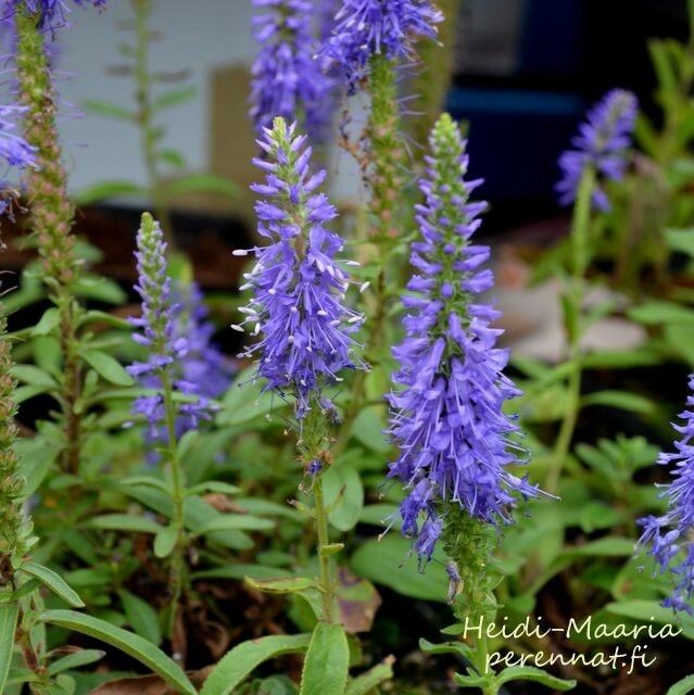 Tähkätädyke  Veronica spicata nana "Blauteppich"