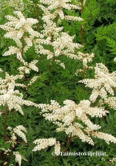 Pikkutöyhtöangervo Aruncus aethusifolius Noble Spirit