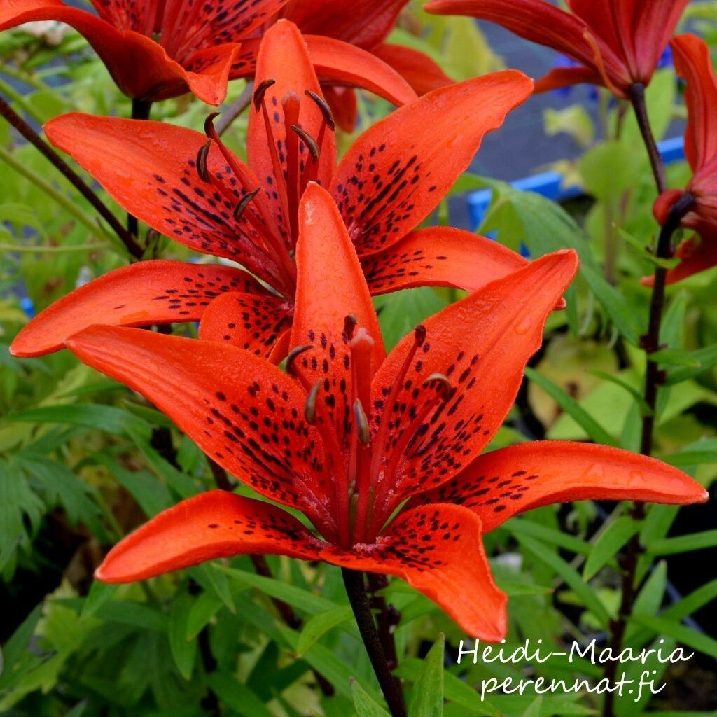 Sahramililja Lilium bulbiferum ssp croceum