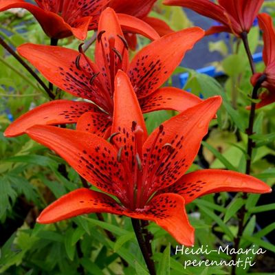Sahramililja Lilium bulbiferum ssp croceum