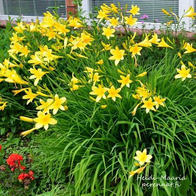 Tarhapäivänlilja - Hemerocallis Stella de Oro