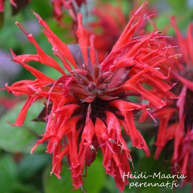 Väriminttu - Monarda didyma Cambridge Scarlet