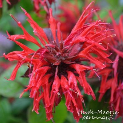 Väriminttu - Monarda didyma Cambridge Scarlet