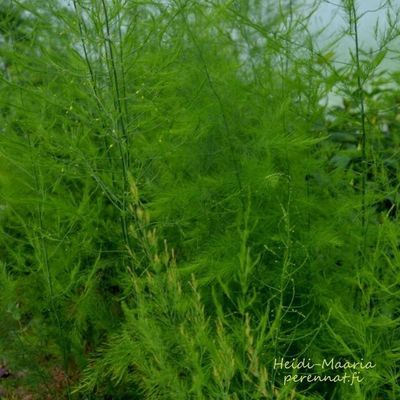 Parsa Asparagus Pacific Purple