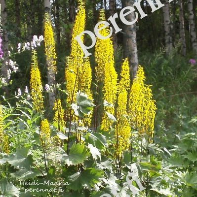 Valtikkanauhus Ligularia przewalskii