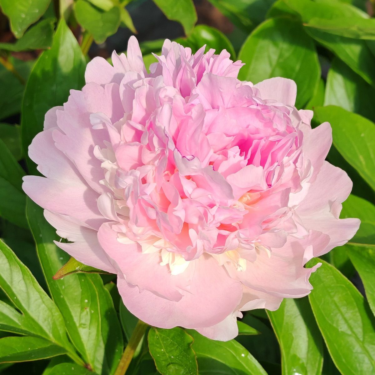 Kiinanpioni Paeonia Angel Cheeks