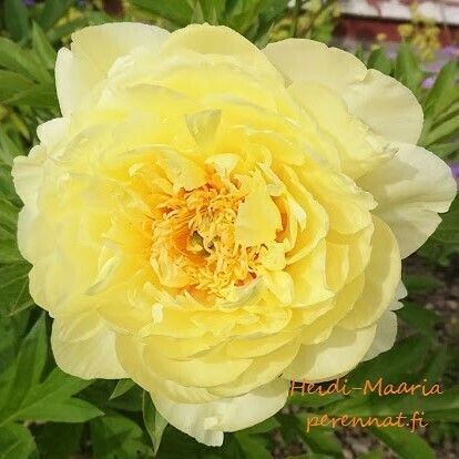 Pioni Itoh-pensaspioni ’Bartzella’