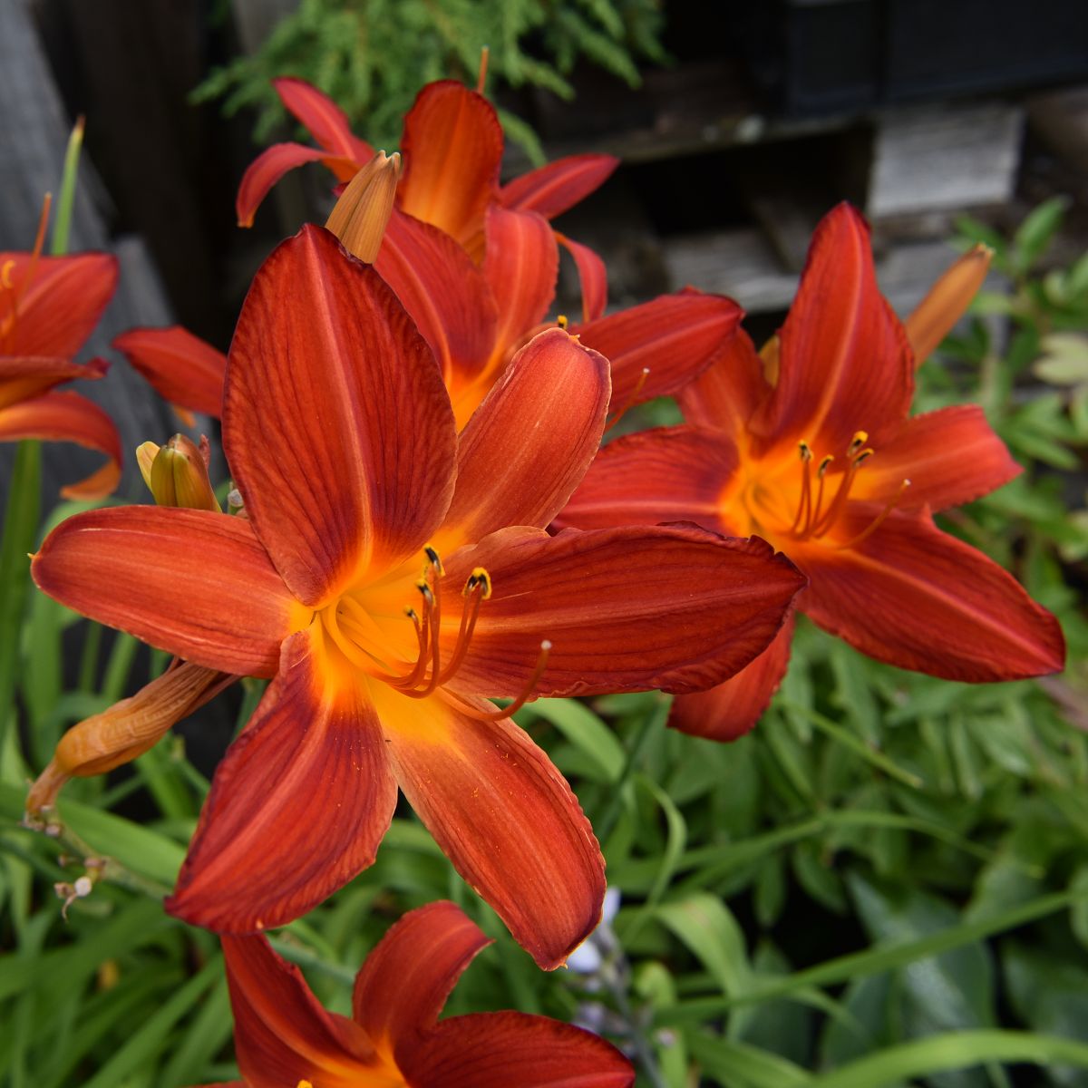 Tarhapäivänlilja Hemerocallis Anzac