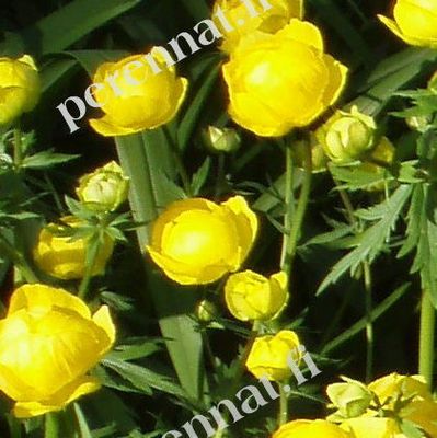 Niittykullero - Trollius europaeus