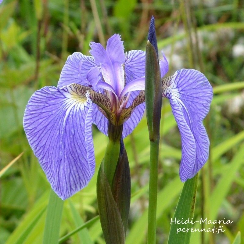 Kaunokurjenmiekka - Iris setosa